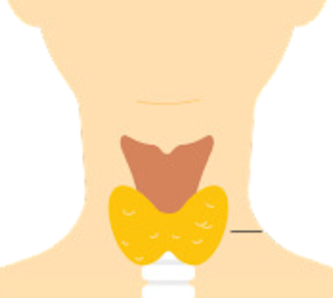 Saúde da Tireoide – Hipotireoidismo e Hipertireoidismo