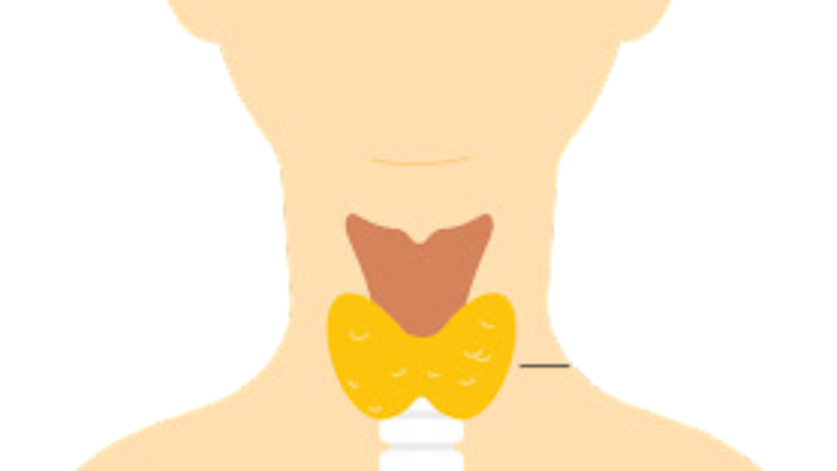 Saúde da Tireoide – Hipotireoidismo e Hipertireoidismo